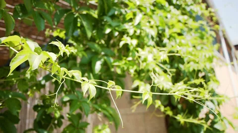 Green leaves of young grape close-up Stock Footage 34647349