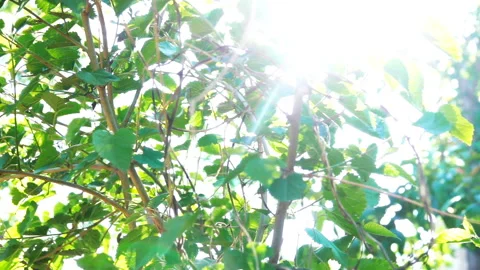 Green Leaves of a Young Tree 2 Stock-Footage 90329859