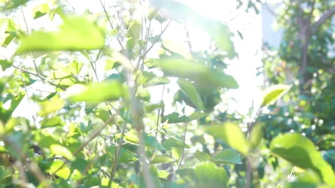 Green Leaves of a Young Tree 動画素材 90329783