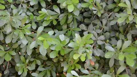 Green leavs bush close up background Stock Footage 129051753