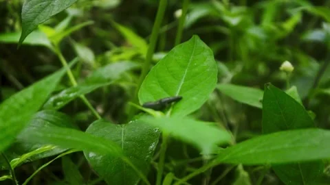 Green leech on foliage in Java rainforest habitat Stock Footage 340058029