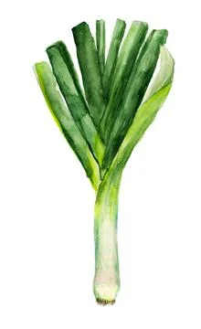 Green leek Stock Illustration