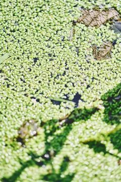 Green lemna floating on water surface in natural outdoor setting Stock Photos