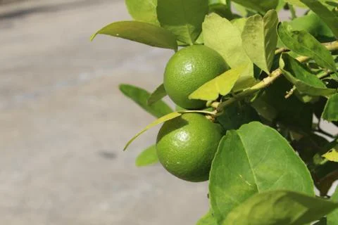 Green lemon background Stock Photos