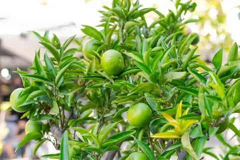 Green Lemon Citrus Fruit on Tree with Bright Leaves Mediterranean Stock Photos