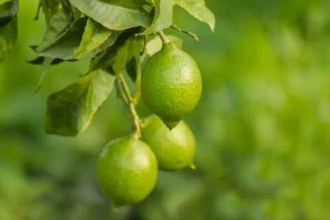 Green lemon close-up Stock Photos