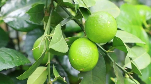 Green Lemon Stock Footage 206302758