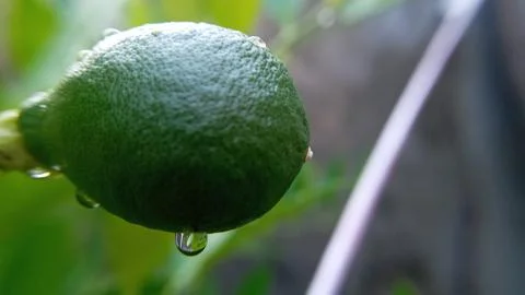 A green lemon fruit with dewdrops. Stock Photos