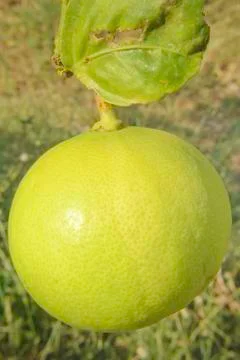 Green lemon fruit Stock Photos