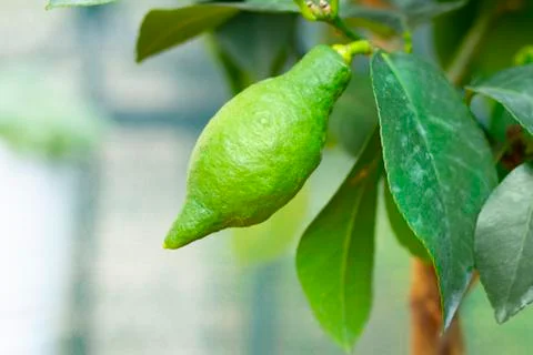 Green lemon growing on lemon tree Stock Photos