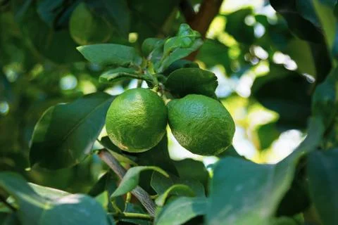 Green lemon hanging on a tree with leaves in the sun Stock Photos