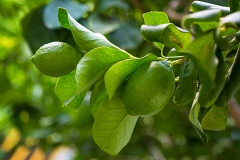 Green lemon hanging on a tree with leaves in the sun Stock Photos
