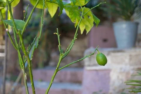Green lemon hanging from the tree Stock Photos