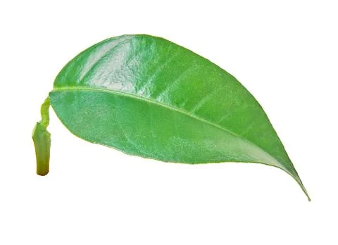 Green lemon leaf with clipping path Stock Photos