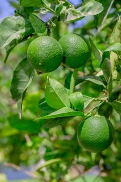 Green lemon - lemon tree - limes - lime tree Stock Photos