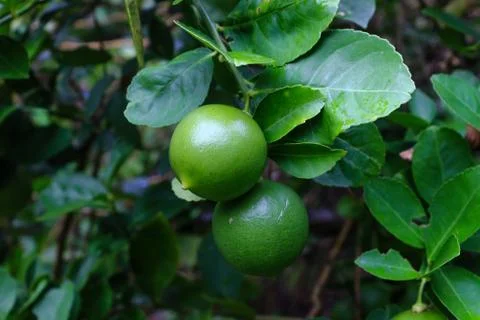 Green lemon on lemon tree Stock Photos