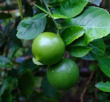 Green lemon on lemon tree Stock Photos