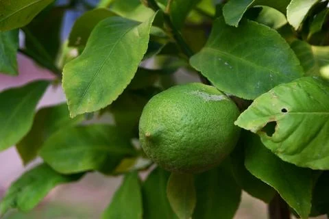 Green lemon on a lemon tree Stock Photos