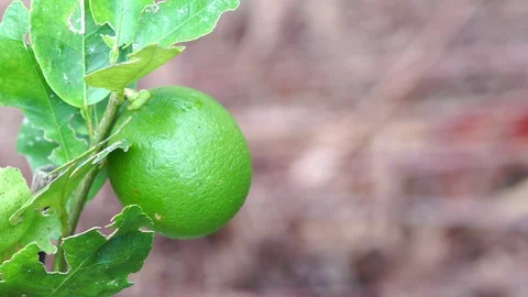 Green Lemon Or Lemon Tree in nature garden Stock Footage 98614075