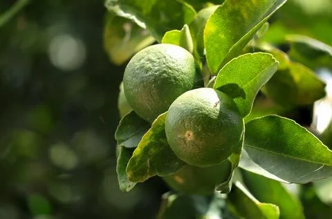 Green lemon or lime on a tree branch in the garden.	 Stock Photos