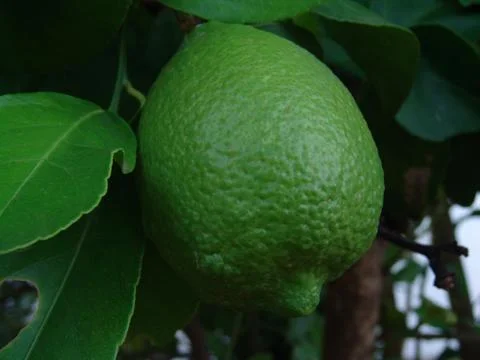 Green lemon Stock Photos