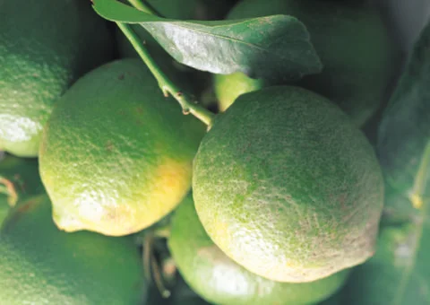 Green Lemon Stock Photos