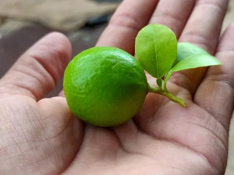 Green Lemon Stock Photos