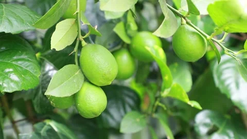 Green Lemon swings in the garden tree Stock Footage 206302753