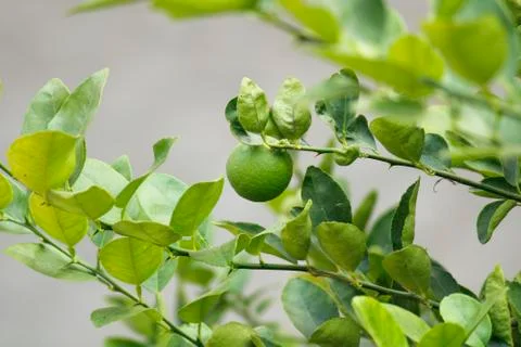 Green lemon on tree with blurred background wallpaper Stock Photos