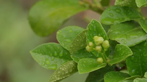 Green Lemon Tree Bud In Rain Stock Footage 340323005