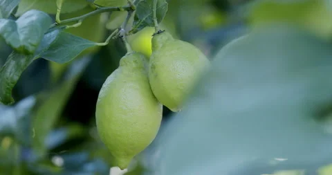Green Lemon on Tree close up (Italy) Stock Footage 196997565