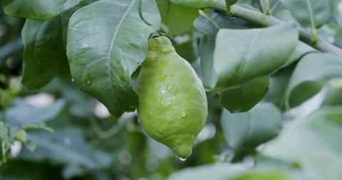 Green Lemon on Tree close up (Italy) Stock Footage 196998926
