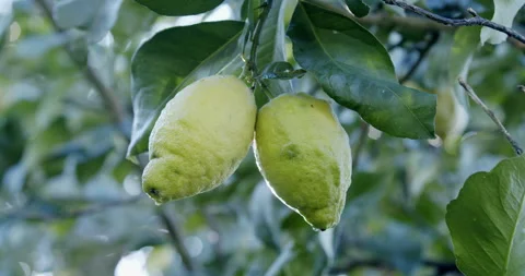 Green Lemon on Tree close up (Italy) Stock Footage 196998935