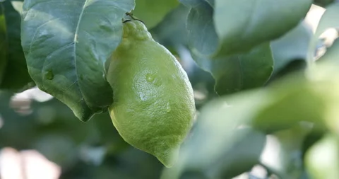 Green Lemon on Tree close up (Italy) Stock Footage 196999216