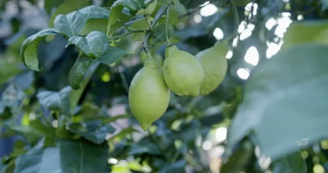 Green Lemon on Tree close up (Italy) Stock Footage 196999440