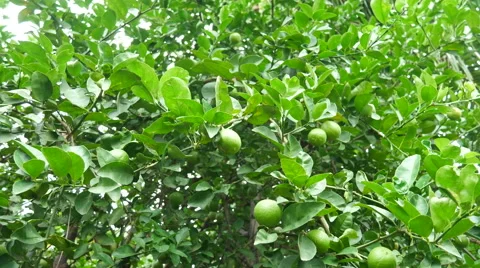 Green lemon on tree Stock Footage 66529504