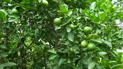 Green lemon on tree Stock Footage 66530863