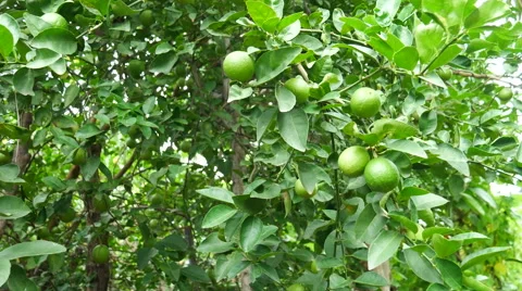 Green lemon on tree Stock Footage 66531008