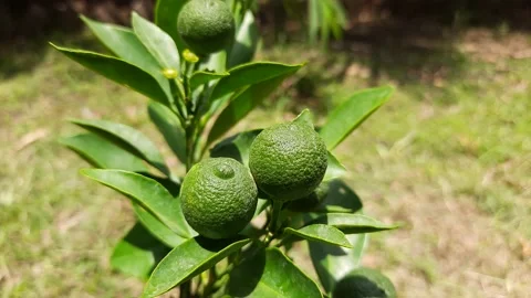 Green lemon in the tree. Stock Footage 199565310