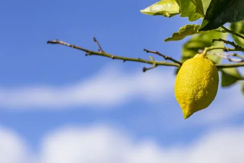 The green lemon on the tree in garden. Stock Photos