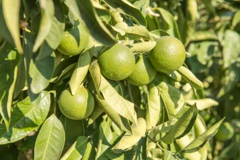 Green lemon tree Stock Photos