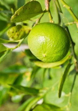 Green lemon on the tree Stock Photos
