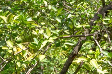 Green lemon  on tree Stock-Fotos