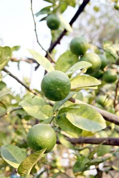Green lemon on tree. Stock Photos