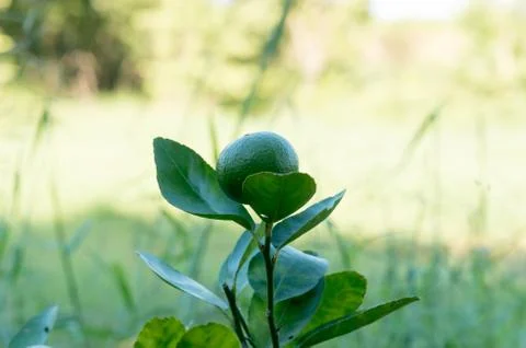 Green lemon on tree Stock Photos