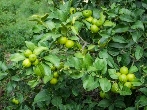 Green Lemon Tree Stock Photos