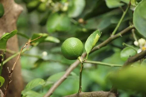 Green lemon on tree Stock Photos