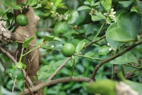 Green lemon on tree Stock Photos