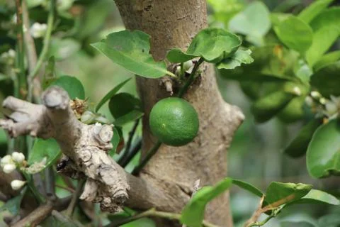 Green lemon on tree Stock Photos