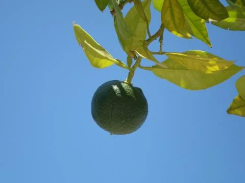 Green lemon on a tree Stock Photos
